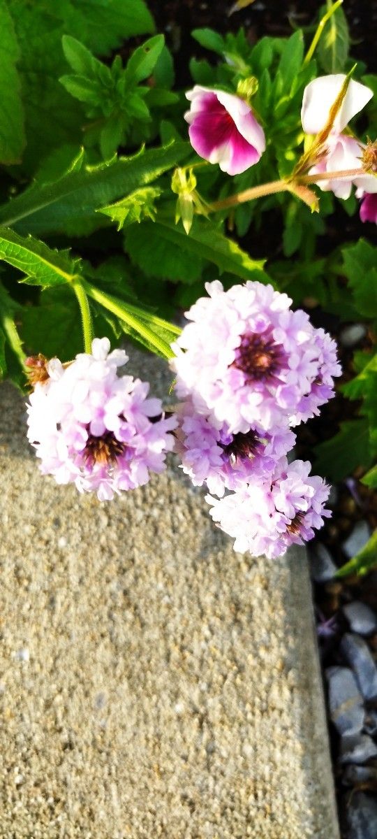 宿根バーベナ　バーベナ　小花　淡い紫可愛い　宿根草　多年草　イングリッシュガーデン　プランター　花壇　花　苗　花苗