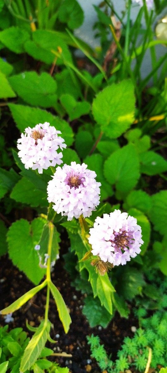 宿根バーベナ　バーベナ　小花　淡い紫可愛い　宿根草　多年草　イングリッシュガーデン　プランター　花壇　花　苗　花苗
