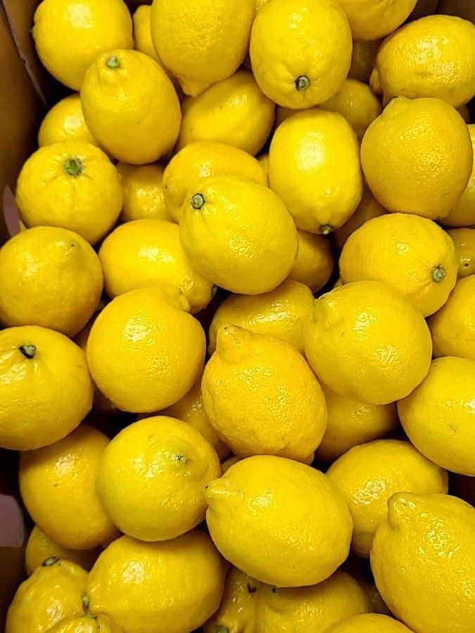 レモン 5kg～5kg 約30個～ お買い得｜PayPayフリマ