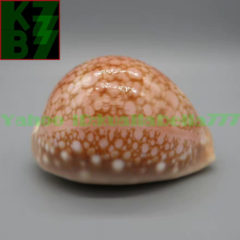 【真珠宝貝】南アフリカ産 Callistocypraea broderipii(Sowerby, 1832) サラサ ダカラガイ（更紗宝、世界五名宝の１つ）長さ83.1ｍｍ N73_画像3