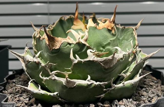 S334 アガベ agave チタノタ 台湾産 正版白鯨 強棘白鯨 包葉型 特選 小