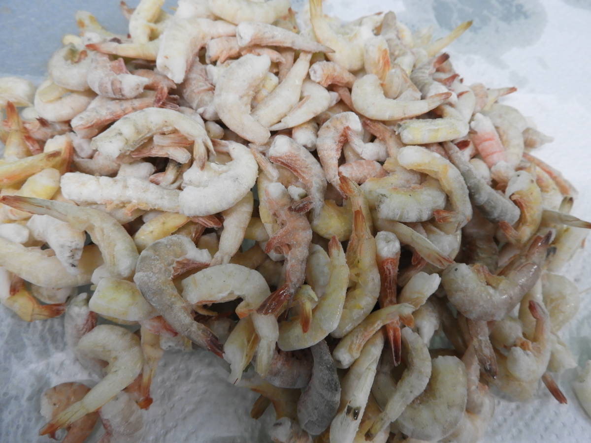 freezing shrimp e viva la shrimp bait feed large fish : Real Yahoo