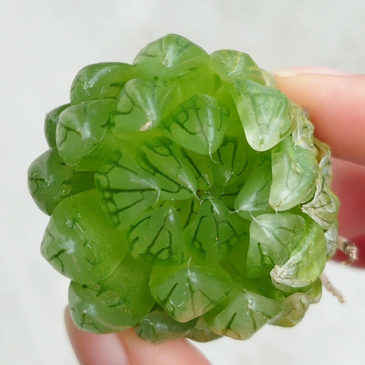 ◇ハオルチア女神◇桜水晶変異 オブツーサ 透明 多肉植物 商品 ◇ハオルチア女神◇桜水晶変異 オブツーサ 透明 多肉植物 商品