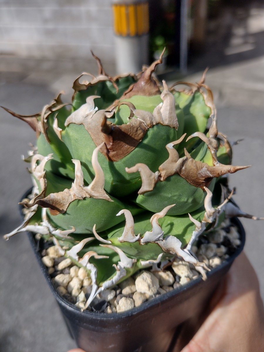 Yahoo!オークション - 【AGAVE TITANOTA 魔丸 1】本物 返金保証 Yahoo!オークション - 【AGAVE TITANOTA 魔丸 1】本物 返金保証