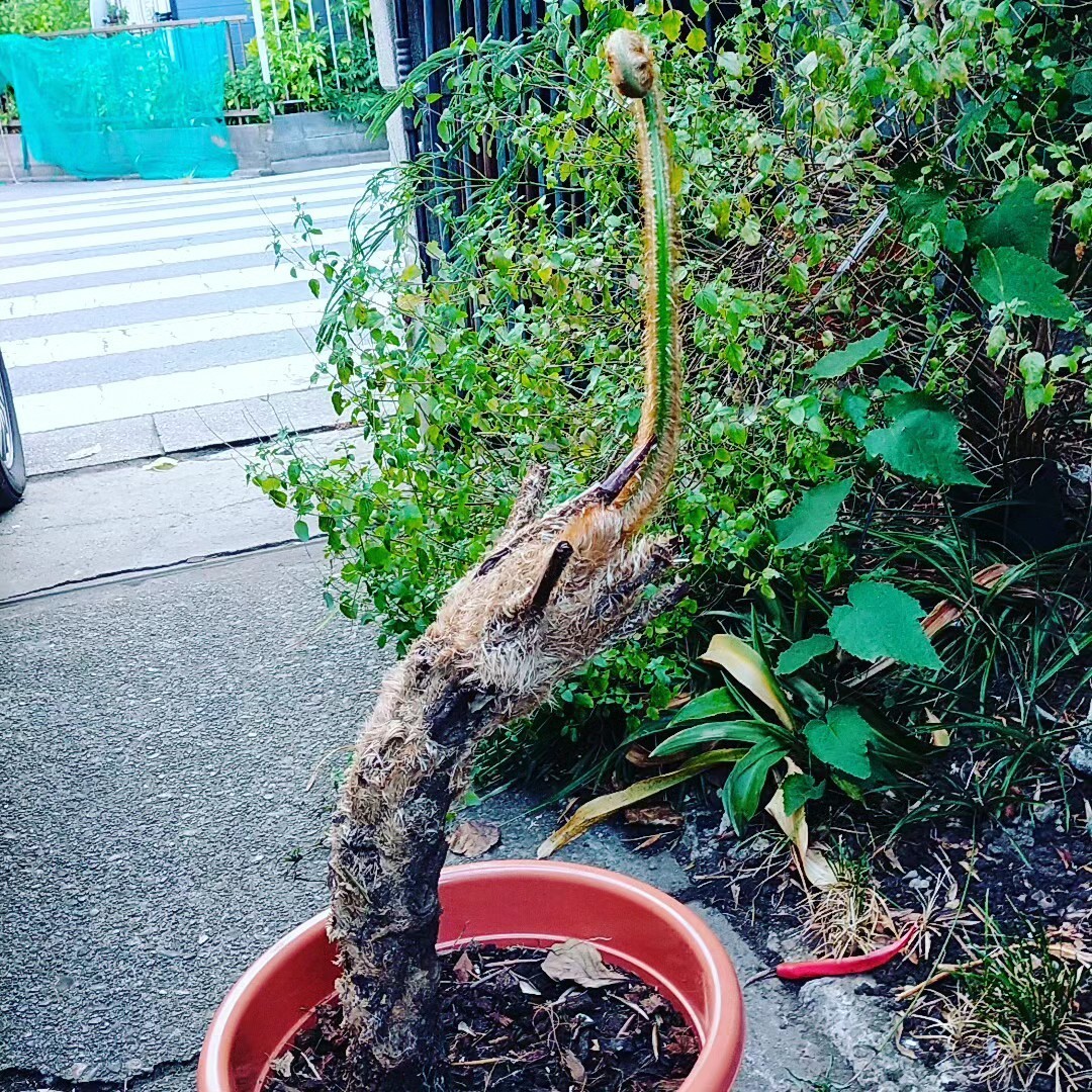 ヒカゲヘゴ シダ ヘゴ-