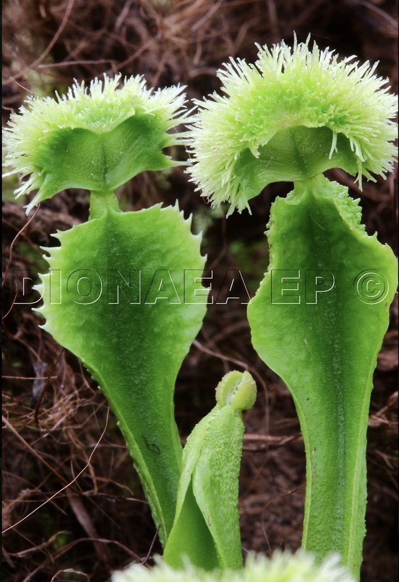 C Dionaea muscipula GJ Explosion ディオネアマスシプラ エクスプロー