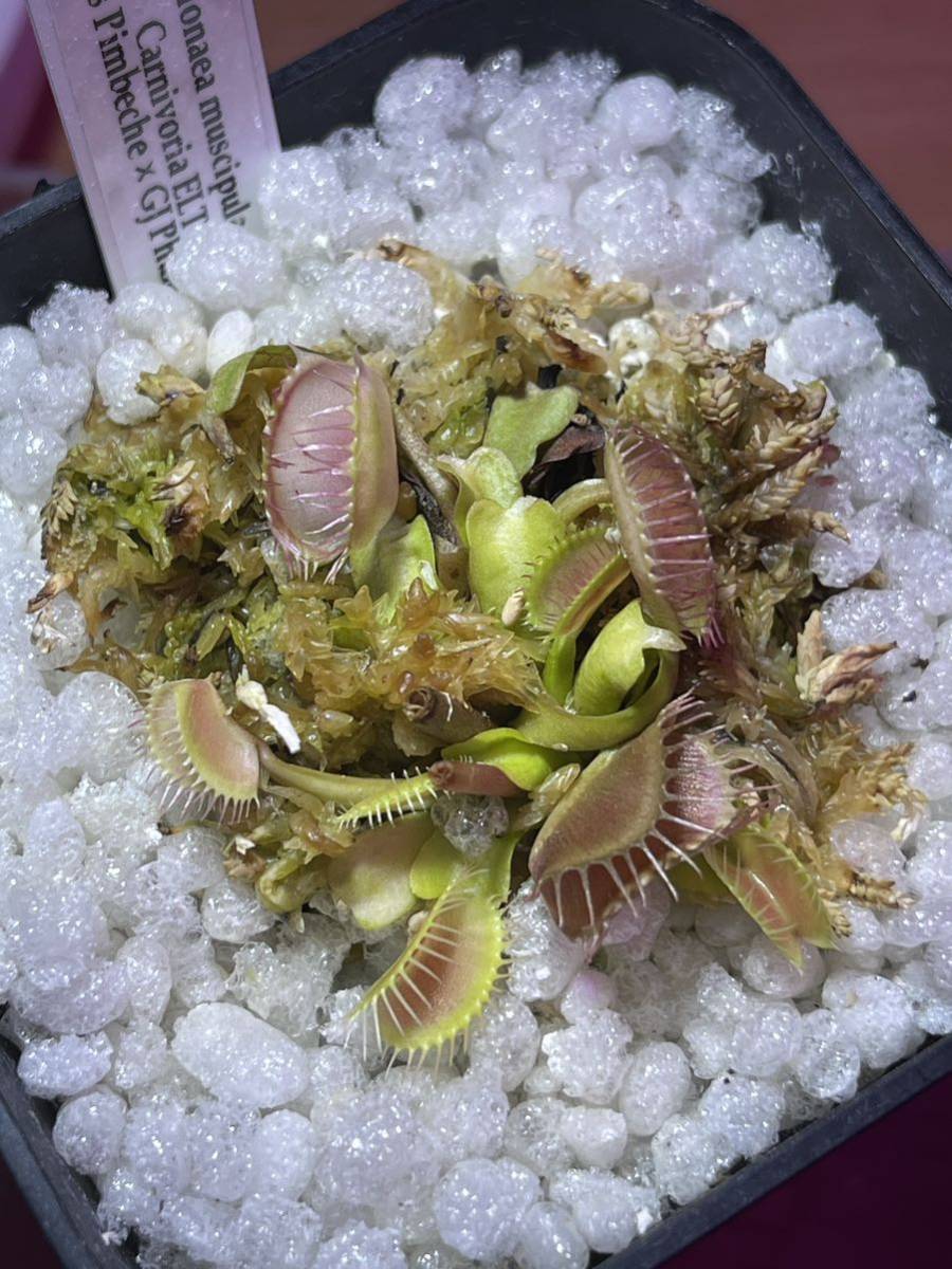 Dionaea muscipula Carnivoria ELT (Miss Pimbeche × GJ Phalanx