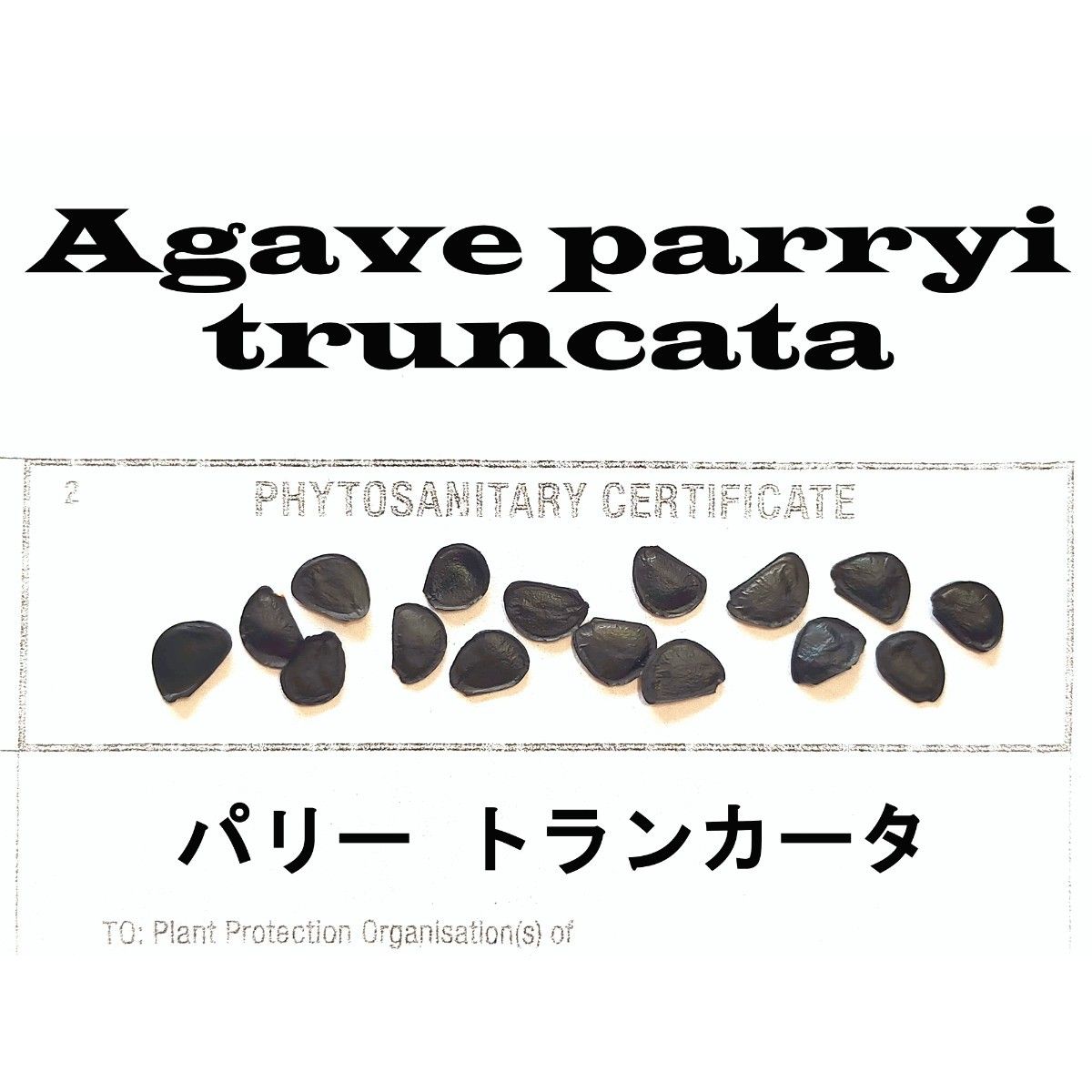 11月入荷 100粒+ パリー トランカータ 植物検疫証明書あり 種 種子