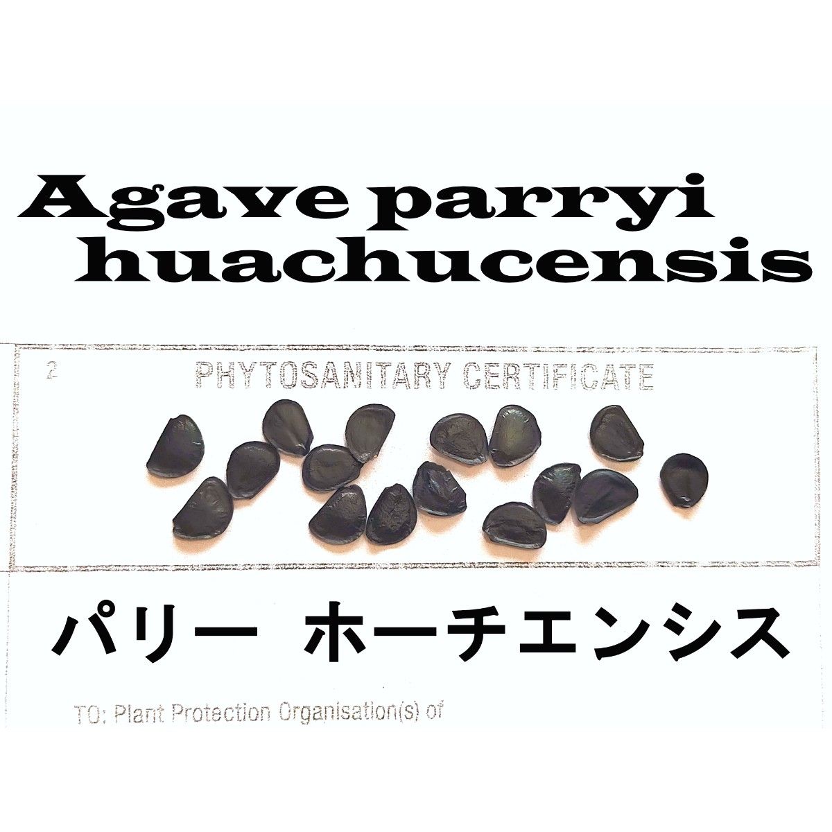 8月入荷 10粒+ パリー ホーチエンシス 吉祥天 植物検疫証明書あり 種