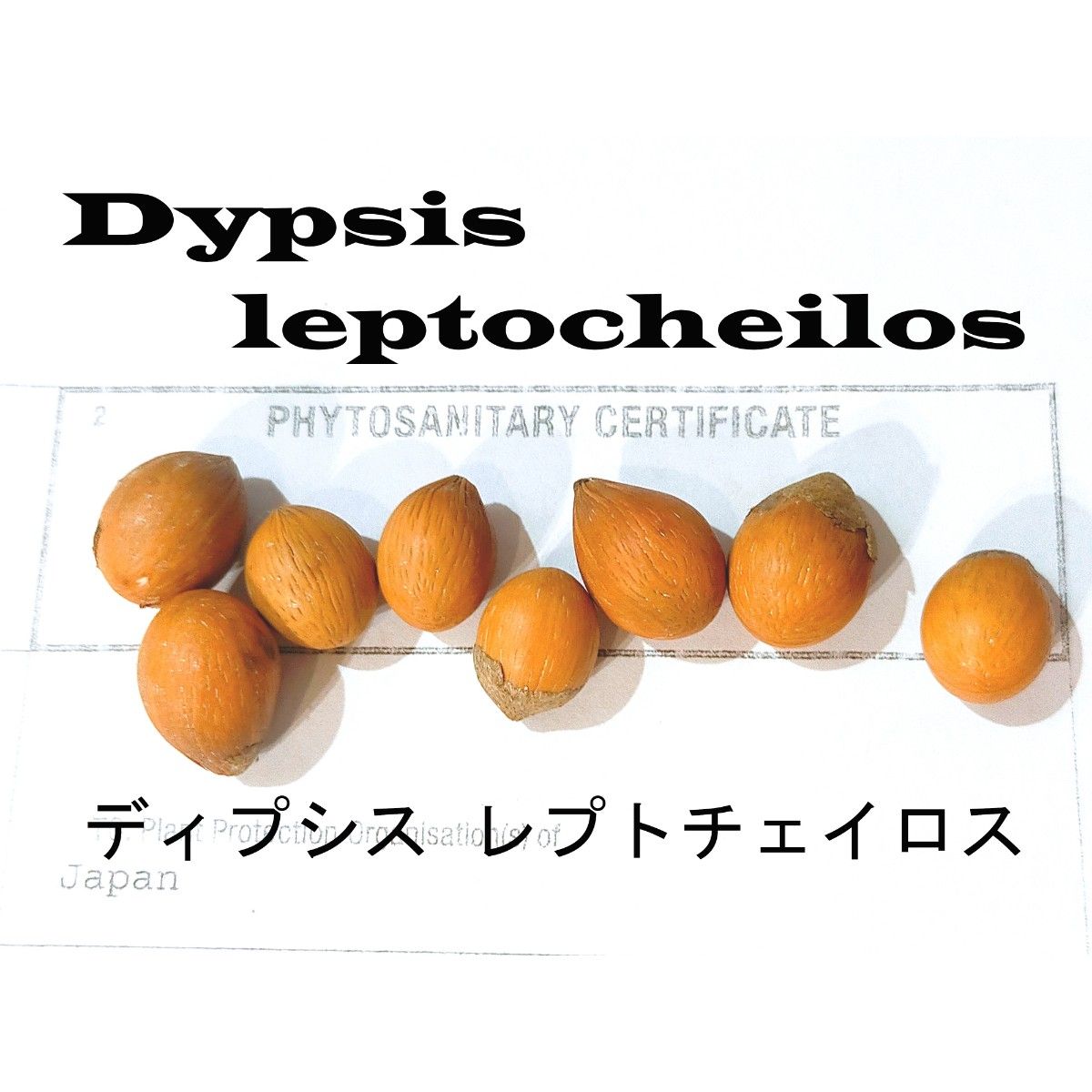 1月入荷  1粒 ディプシス レプトチェイロス テディベアパーム 種子 種