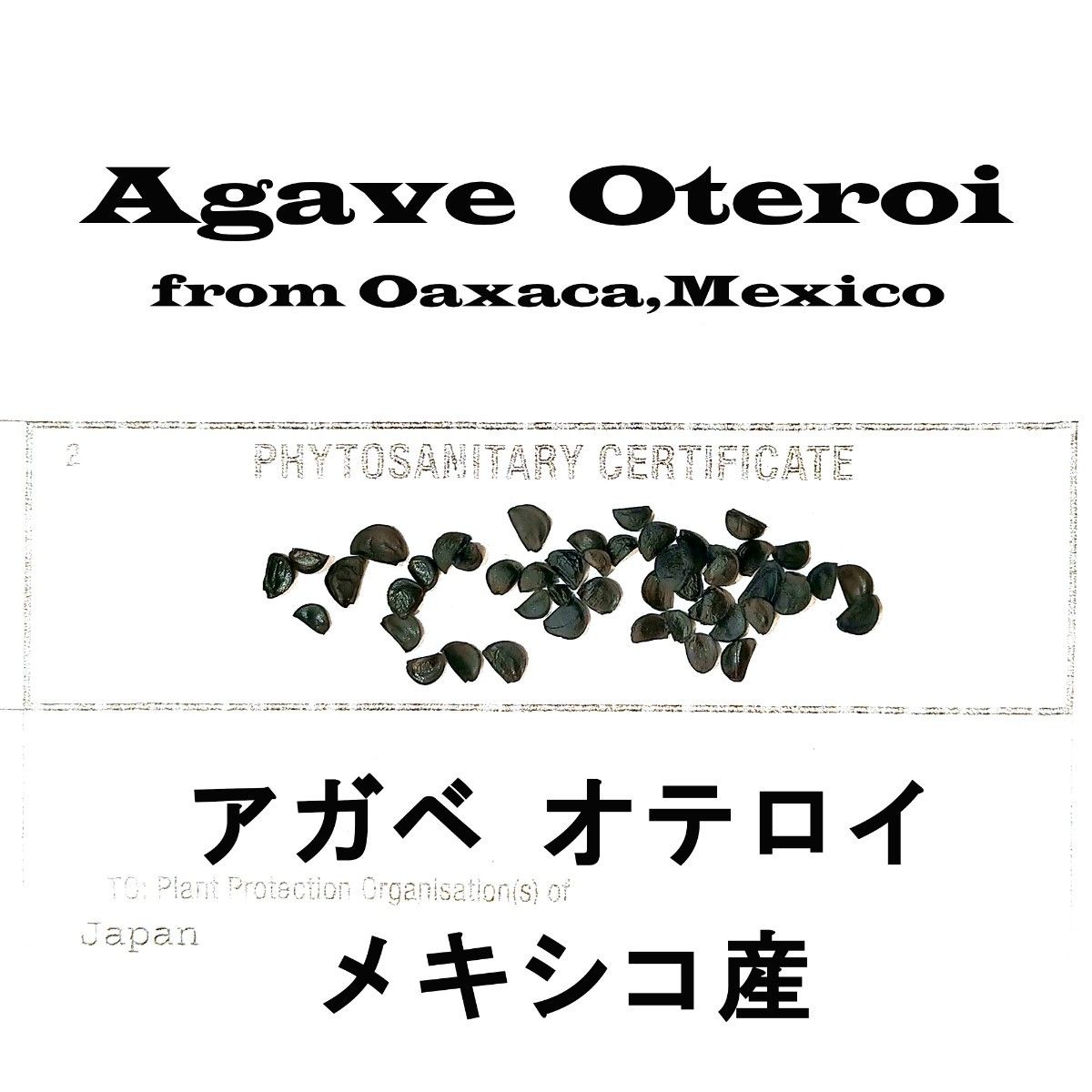 8月入荷 50粒+ メキシコ産 オテロイ 種子 種 証明書あり Agave oteroi