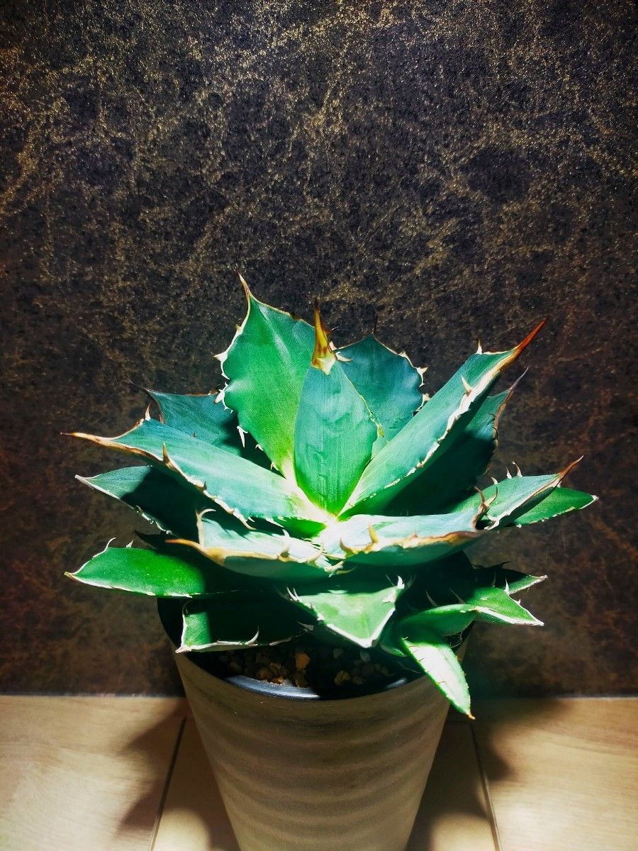 植物育成ライト 10W 5800K 5個 白色 太陽光 フルスペクトルLED 植物育成ライト 10W 5800K 5個 白色 太陽光 フルスペクトルLED