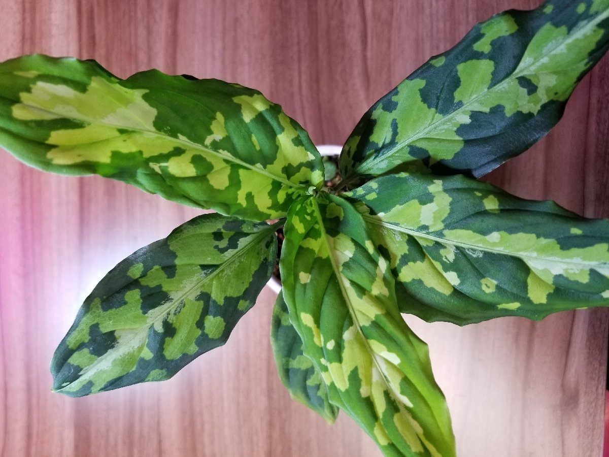 柔美】アグラオネマ Aglaonema pictum tricolor from Pulau Nias AZ便