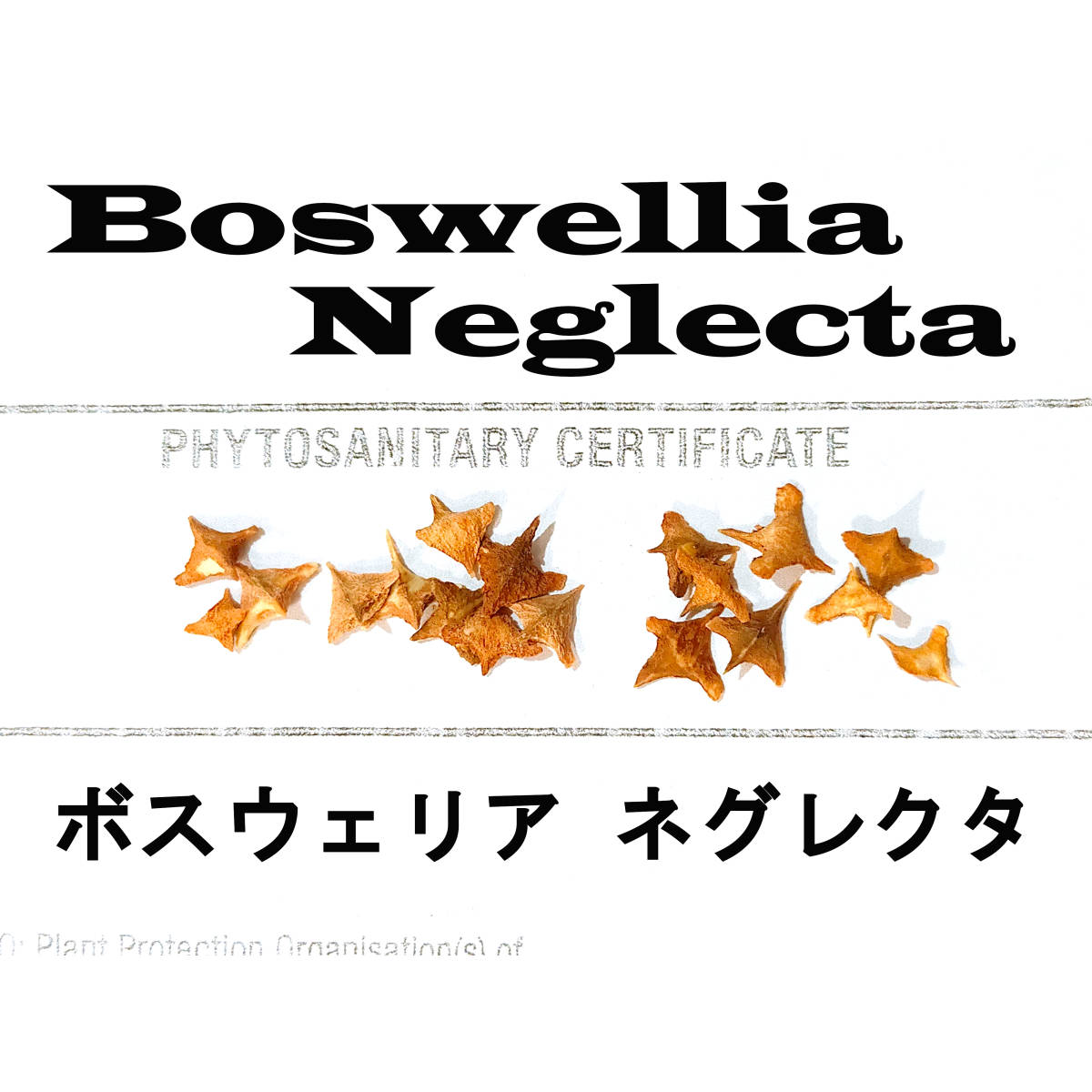 8月入荷 10粒 Boswellia neglecta ボスウェリア ネグレクタ 種子 種_画像1