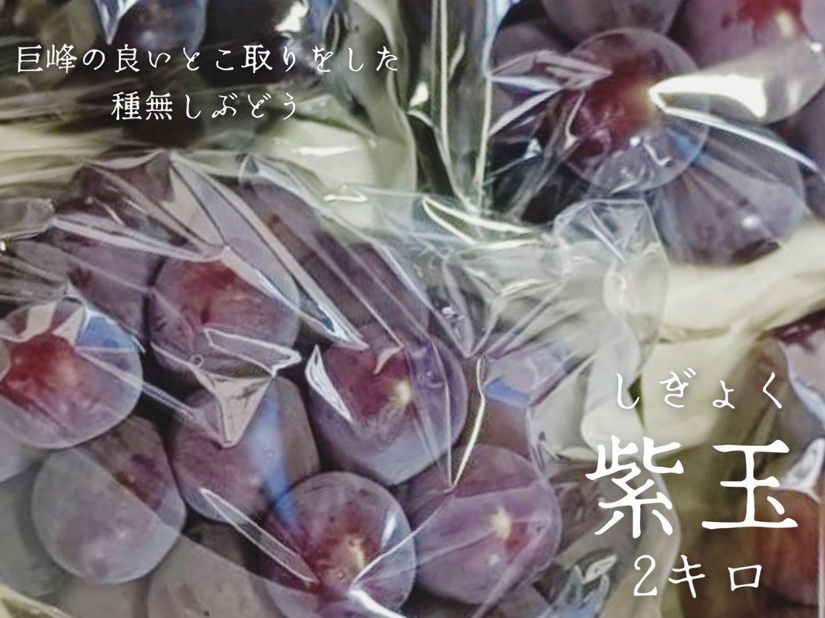紫キャベツ 3～4玉 長野県産 #6
