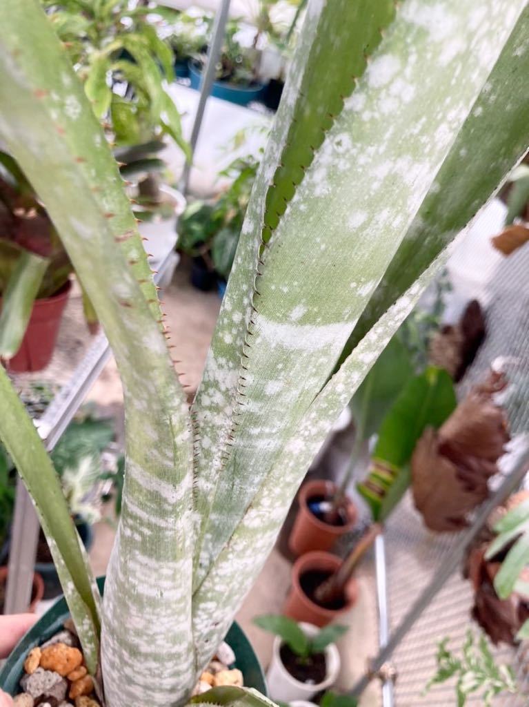 ビルベルギア・ステノペタラ　Billbergia stenopetala_画像1