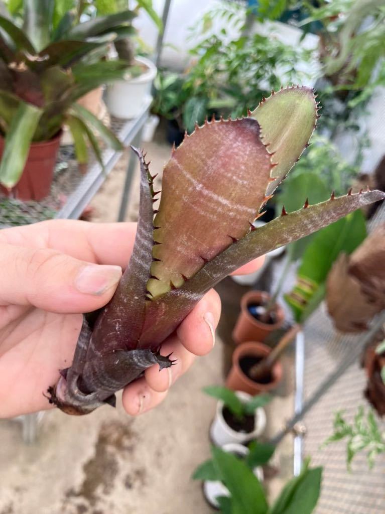 Yahoo!オークション - ビルベルギア・オーバージーン Billbergia Yahoo!オークション - ビルベルギア・オーバージーン Billbergia