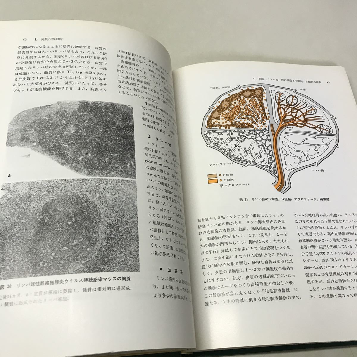 G03◆免疫学 1巻〜4巻 4冊セット 山村雄一 1981年・1982年発行 中山書店 医学書 除籍本 抗原 抗体 アレルギー 細胞 230828_画像8