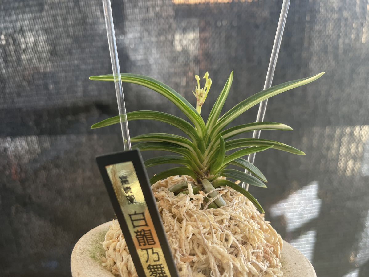 富貴蘭【白龍の舞】子付き(ラン)|売買されたオークション情報