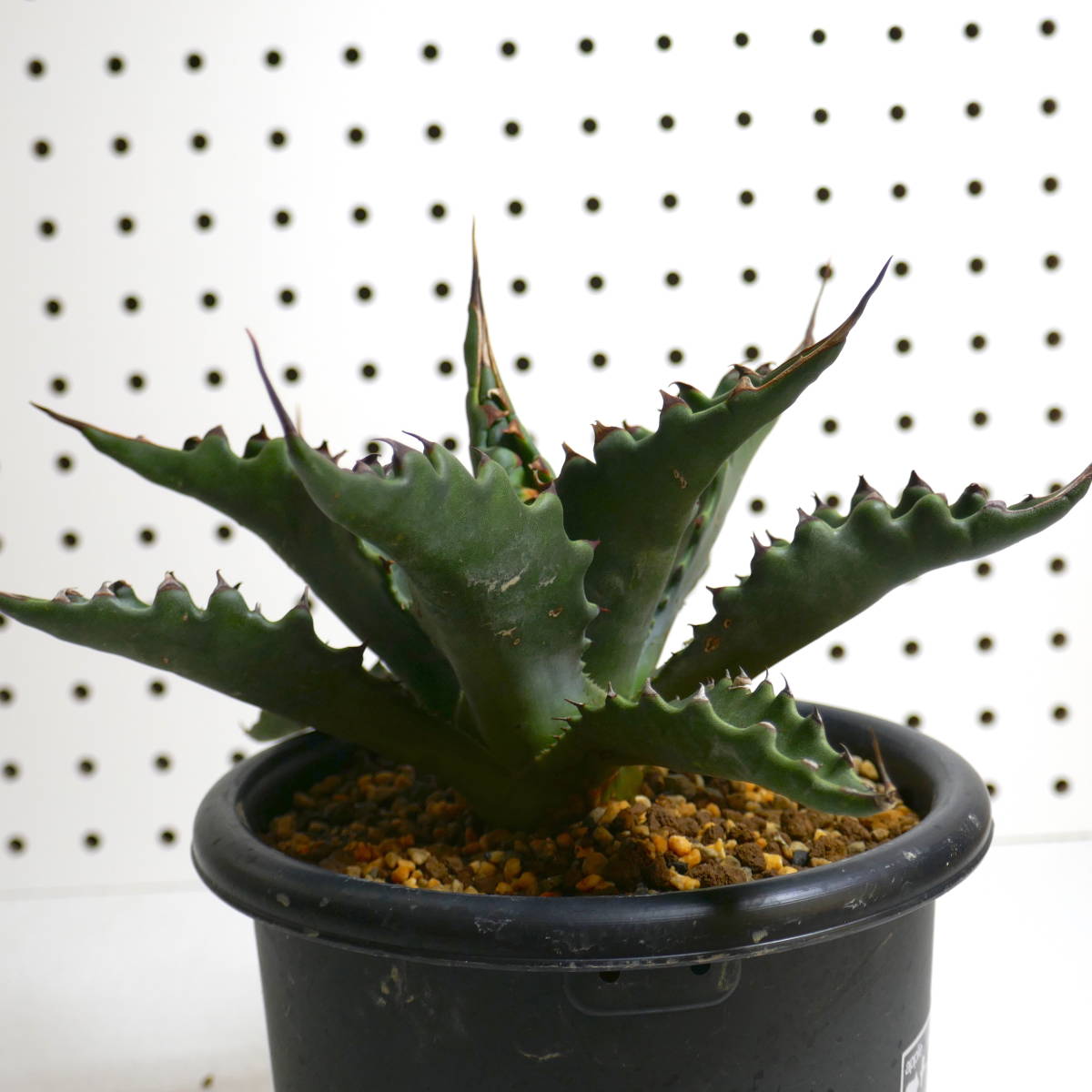 2308-15【特選 カリフォルニア輸入株（発根済） 】Agave gentryi Jaws