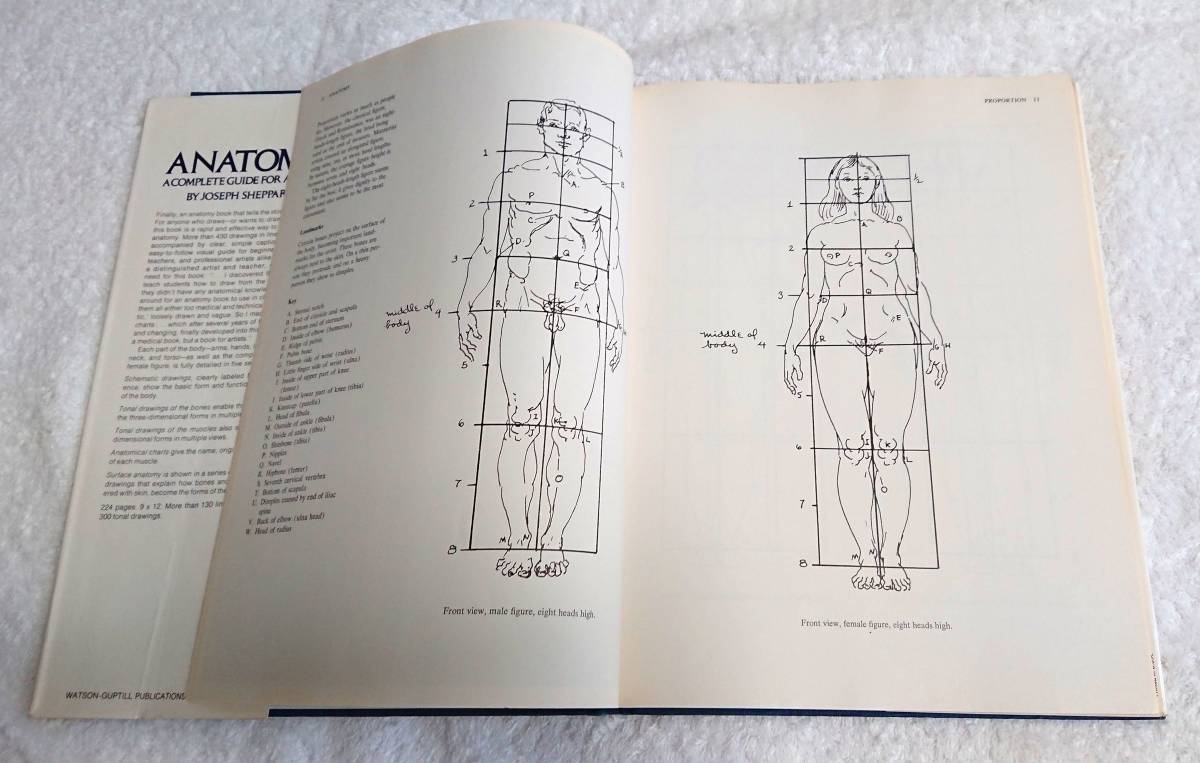 Anatomy A Complete Guide for Artists Joseph Sheppard WATSON GUPTILL ハードカバー 1975 デッサン 素描 ドローイング 解剖学 筋肉 骨格_画像3