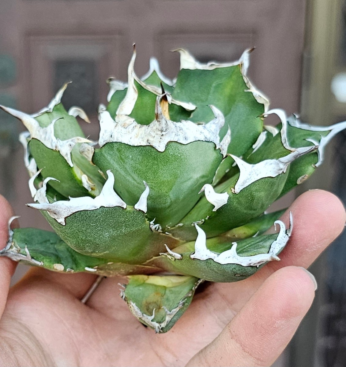 雪峰 チタノタ 検(agave FO 076 チタノータ アガベ 白鯨 ホリダ