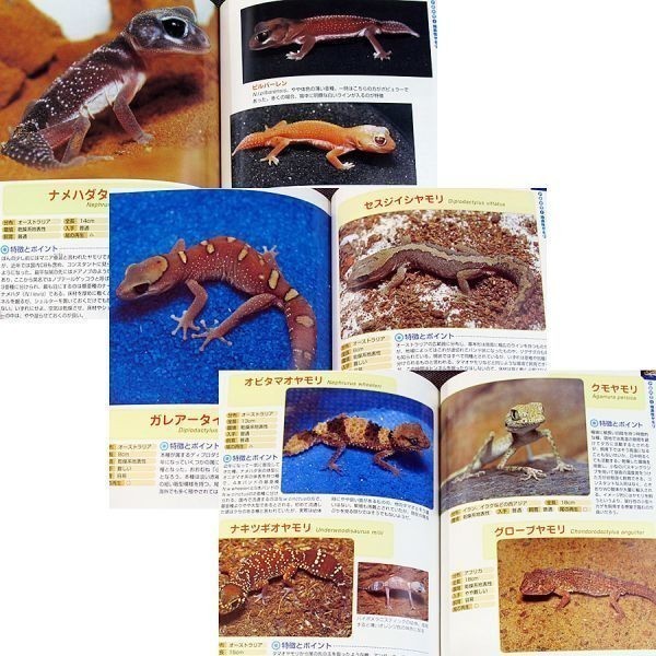 * superior article immediate payment * pretty lizard ....book@l popular kind color illustrated reference book type another breeding law .. person leopard mon lizard mo when kre ste dogeko-s