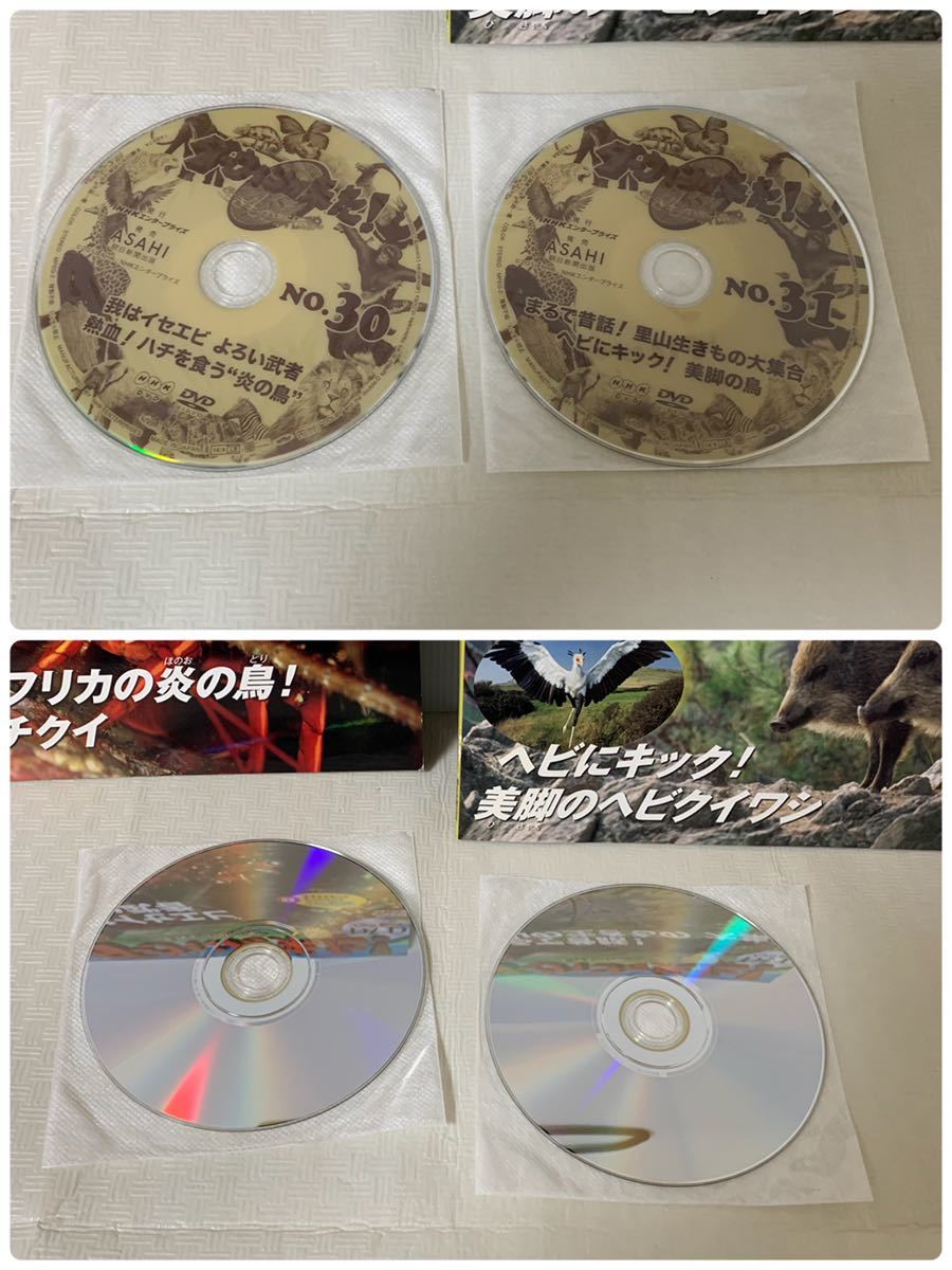 ダーウィンが来た!生きもの新伝説DVDブック4冊セット/NO28～NO31/リスヤマネコワシイセエビ等/中古本/DVD未開、開封有/部品取り/小傷汚れ等_画像9