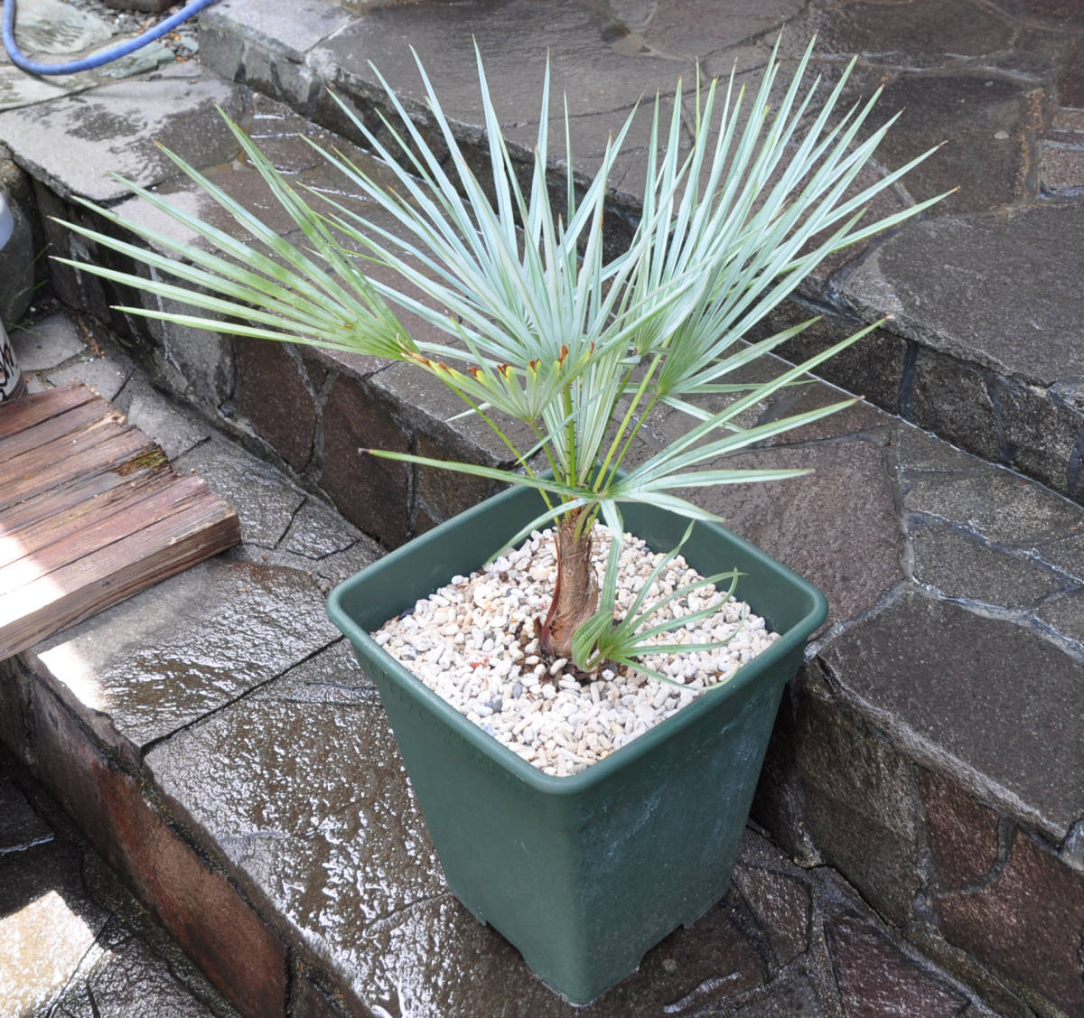 【送料込み】チャメロプス フミリス var.セリフェラ (Chamaerops humilis var. cerifera）銀葉のチャメロプス_画像4