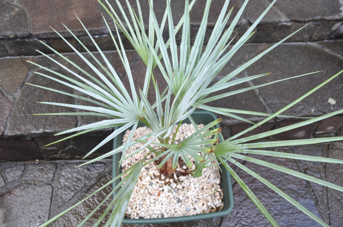 【送料込み】チャメロプス フミリス var.セリフェラ (Chamaerops humilis var. cerifera）銀葉のチャメロプス_画像10