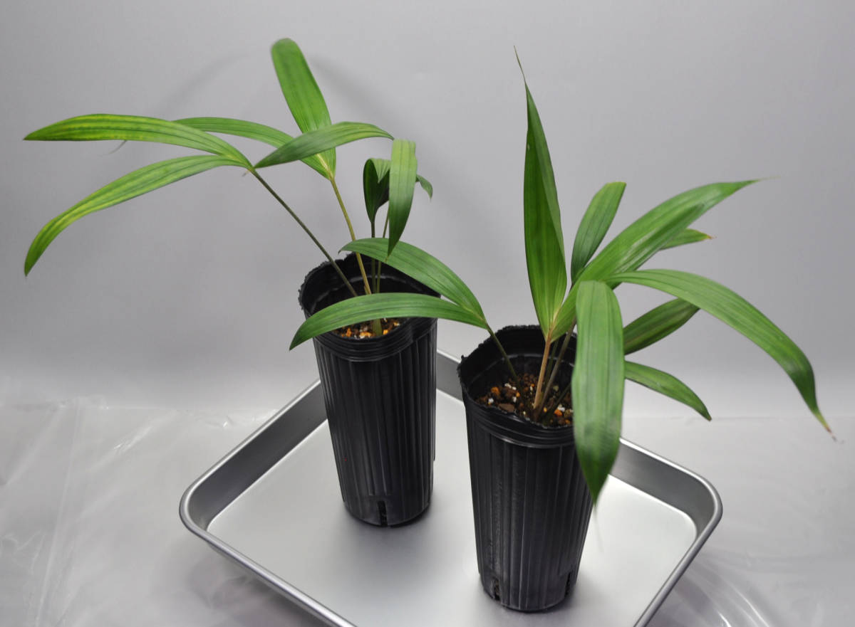 【送料込み】ディプシスsp.ダークミーリ―バグ　実生苗×２　Dypsis sp. dark mealybug　送料無料_画像6