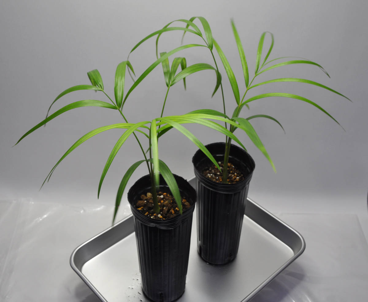 【送料込み】ディプシス オニラヘンシス　実生苗×２（Dypsis onilahensis） オニラヒヤシ　送料無料_画像9