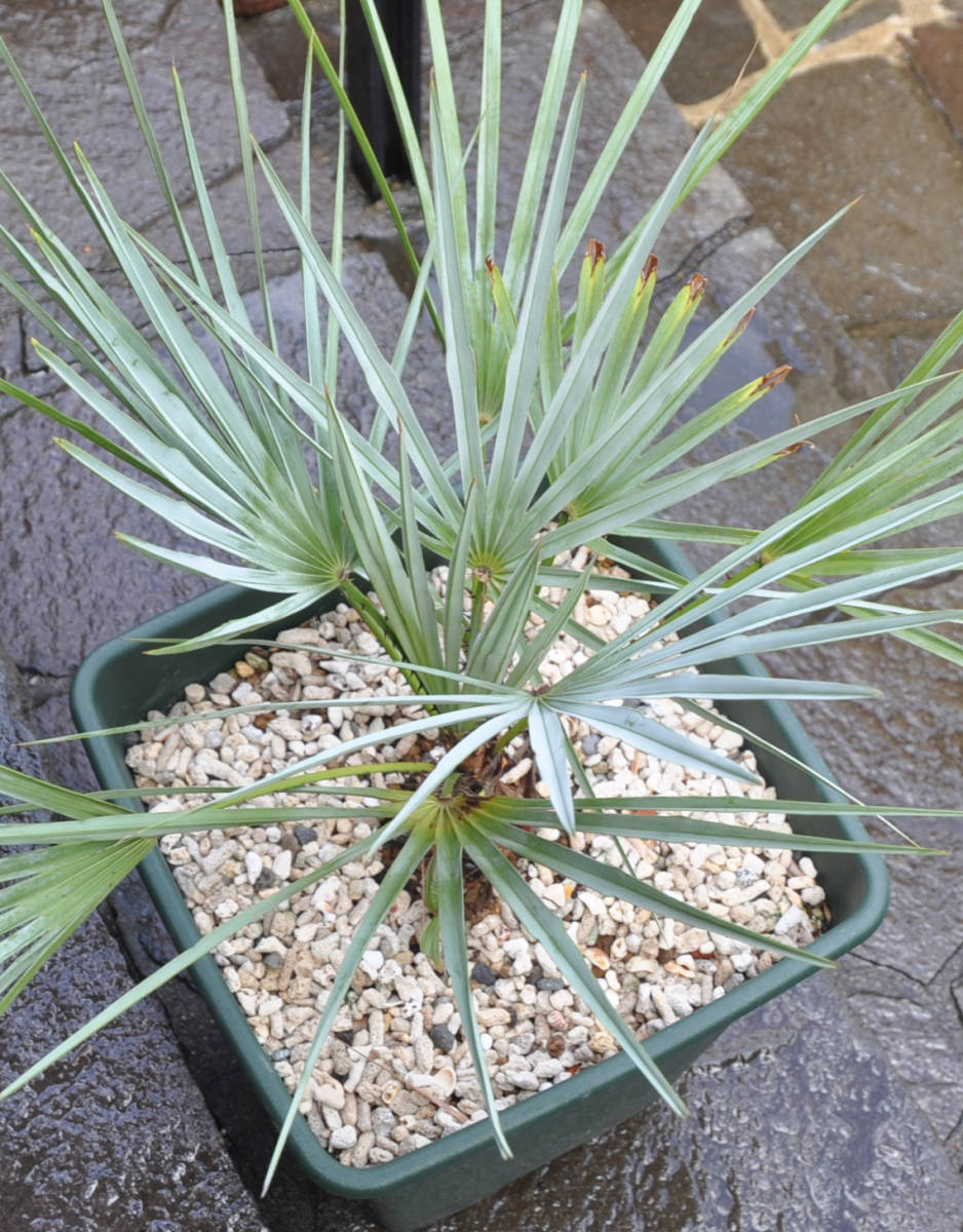 【送料込み】チャメロプス フミリス var.セリフェラ (Chamaerops humilis var. cerifera）銀葉のチャメロプス_画像7