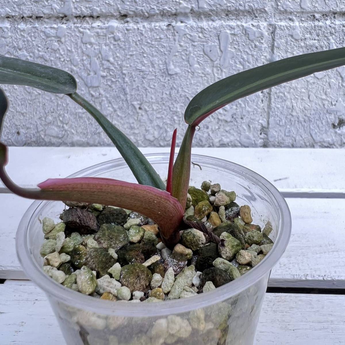 KhK-04》超レアPhilodendron Bicolorフィロデンドロン バイカラー