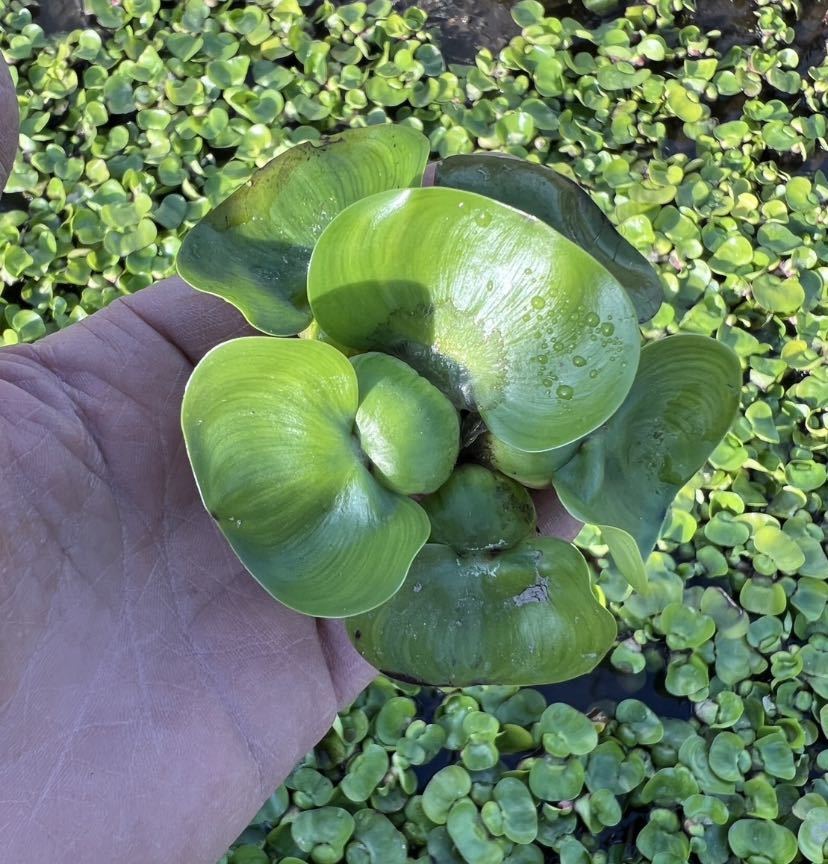 （浮草）花咲く浮草　ホテイアオイ(無農薬　無害虫)(5株)メダカに。実質送料無料　オマケつき_画像2