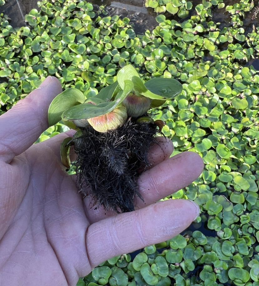 （浮草）花咲く浮草　ホテイアオイ(無農薬　無害虫)(5株)メダカに。実質送料無料　オマケつき_画像3