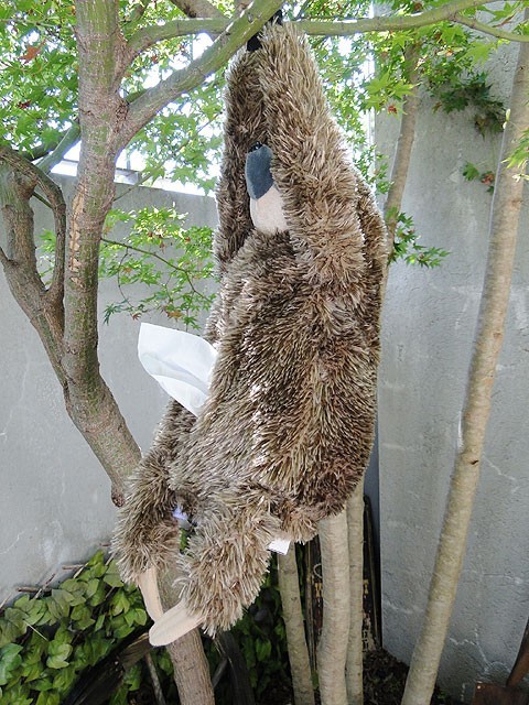  sloth bear tissue cover America miscellaneous goods american miscellaneous goods 