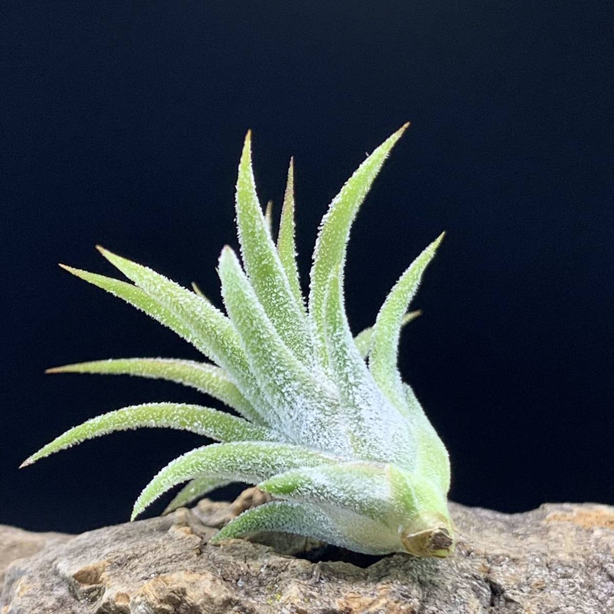 Yahoo!オークション - Tillandsia 'Pachara Solarish Yahoo!オークション - Tillandsia 'Pachara Solarish