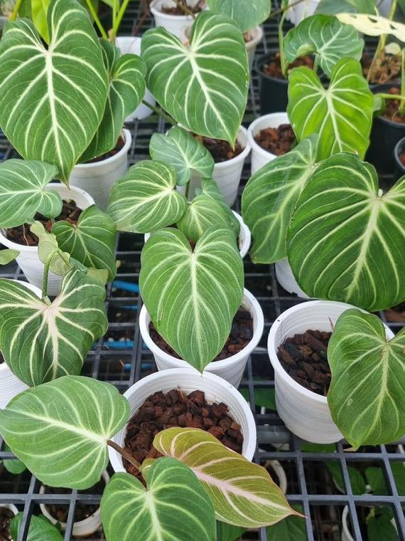 フィロデンドロン グロリオーサム ゼブラPhilodendron gloriosum フィロデンドロン グロリオーサム ゼブラPhilodendron gloriosum