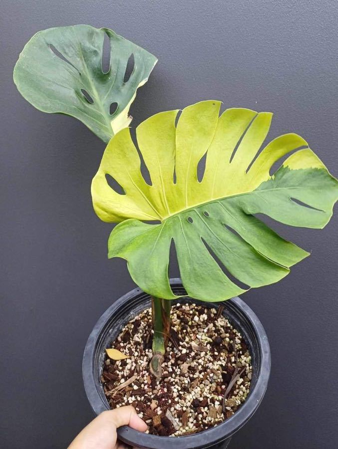 黄斑 斑入り Monstera Deliciosa yellow marilyn モンステラ