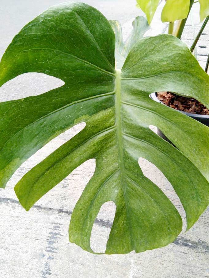 レアなミント、モンステラ デリシオーサ ミント(Monstera deliciosa