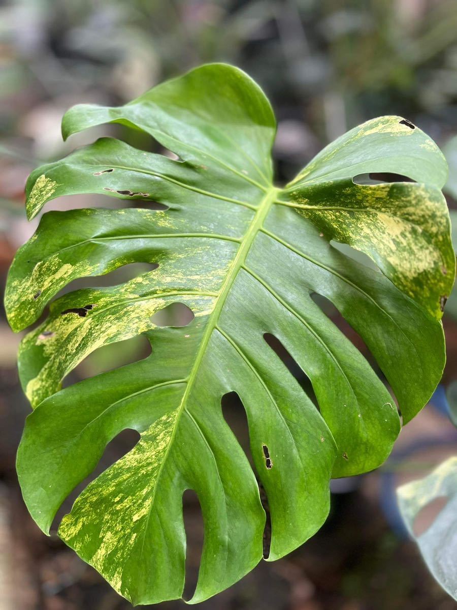 黄斑 斑入り Monstera Deliciosa yellow marilyn モンステラ