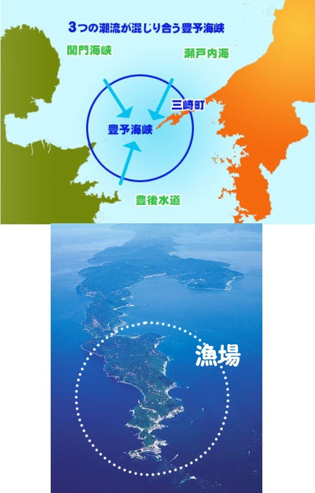  сырой морской еж доска морской еж 60g8 листов Ehime натуральный фиолетовый морской еж красный морской еж элемент .. море . бесплатная доставка Hokkaido / Okinawa / Tohoku. доставка отдельно . из прямая поставка . мир море. . оптовый склад Ehime смешанный ассортимент магазин 