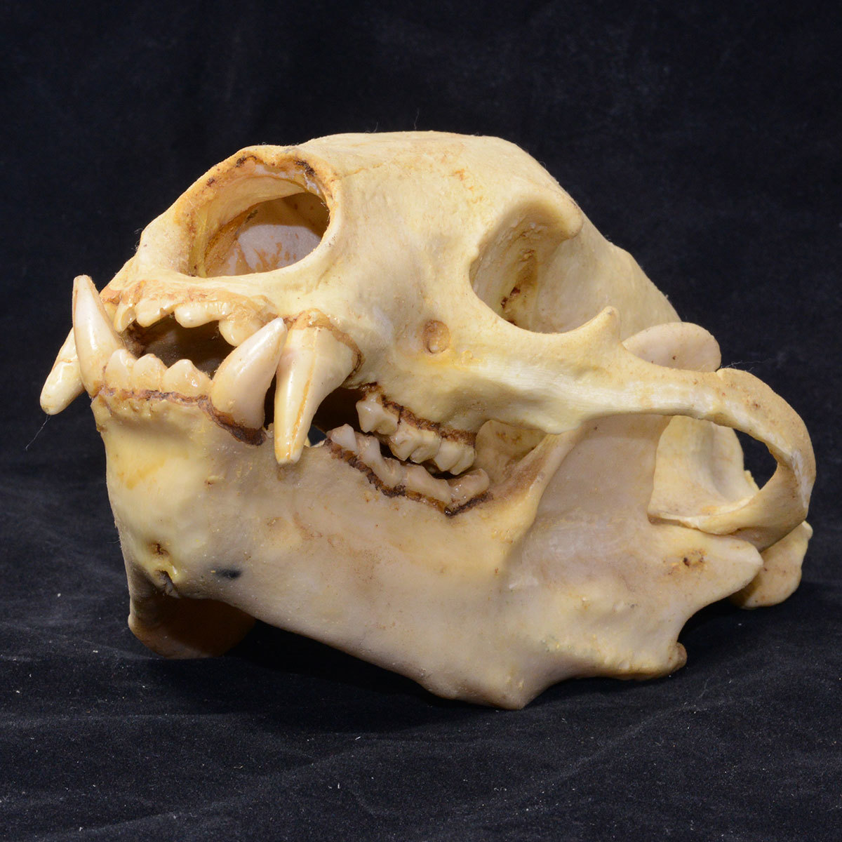頭蓋骨・頭骨】熊の頭骨、頭骨モデル・SKULL 、頭骨、標本・模型 頭蓋骨・頭骨】熊の頭骨、頭骨モデル・SKULL 、頭骨、標本・模型