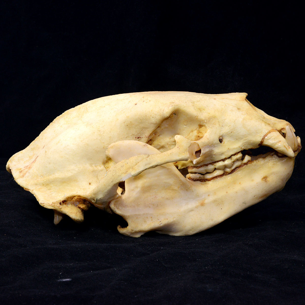 頭蓋骨・頭骨】熊の頭骨、頭骨モデル・SKULL 、頭骨、標本・模型 頭蓋骨・頭骨】熊の頭骨、頭骨モデル・SKULL 、頭骨、標本・模型