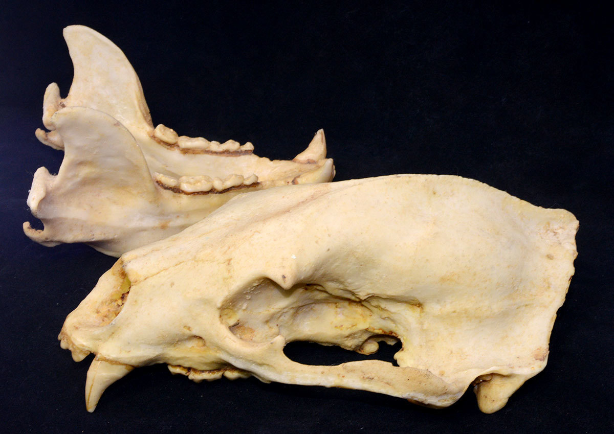 頭蓋骨・頭骨】熊の頭骨、頭骨モデル・SKULL 、頭骨、標本・模型 頭蓋骨・頭骨】熊の頭骨、頭骨モデル・SKULL 、頭骨、標本・模型
