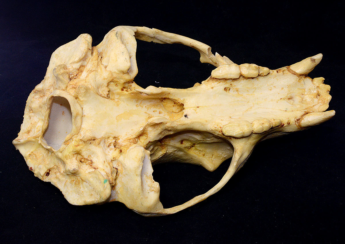 頭蓋骨・頭骨】熊の頭骨、頭骨モデル・SKULL 、頭骨、標本・模型 頭蓋骨・頭骨】熊の頭骨、頭骨モデル・SKULL 、頭骨、標本・模型
