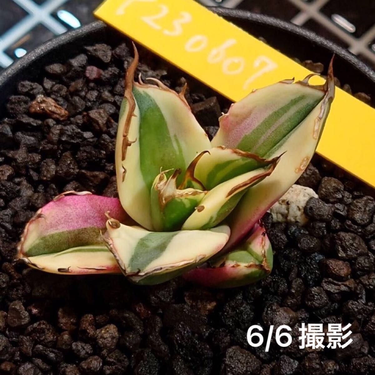 AGAVE TITANOTA “snaggle tooth“(アガベ チタノタ スナグルトゥース) US産