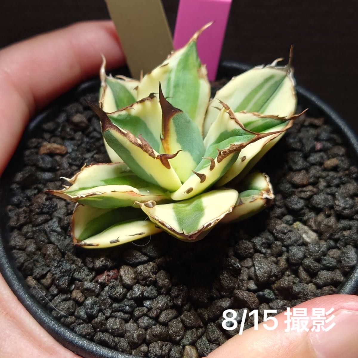 AGAVE TITANOTA “snaggle tooth“(アガベ チタノタ スナグルトゥース) US産