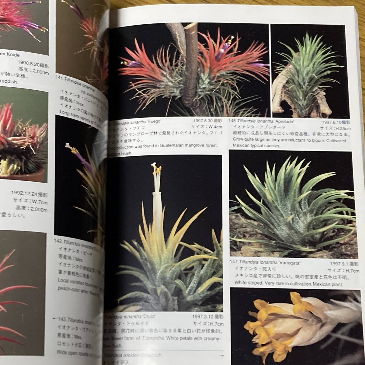 ti Ran jia hand book ( modified . version ) Shimizu preeminence man | work ....| work 1998 year Tillandsia[A11]